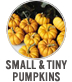 Small & Tiny Pumpkins