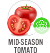 Mid-Season Tomato