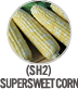 (sh2) Supersweet Corn