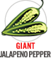 Giant Jalapeno Pepper