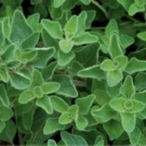 Picture of Greek Oregano Seeds