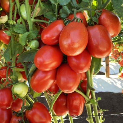 Incas Tomato TM526-10