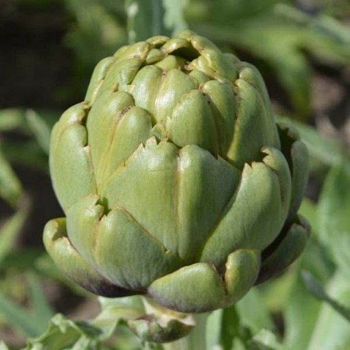 Imperial Star Artichokes AR2-25