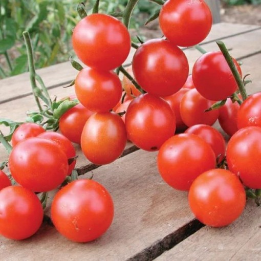 Koralik Tomato TM74-20