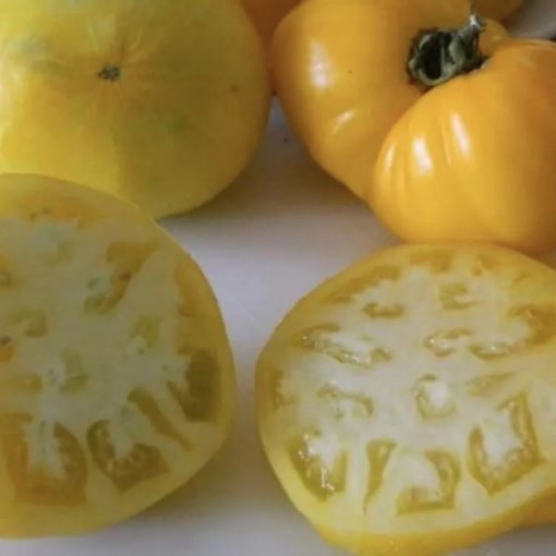 Lillian's Yellow Tomato TM77-10