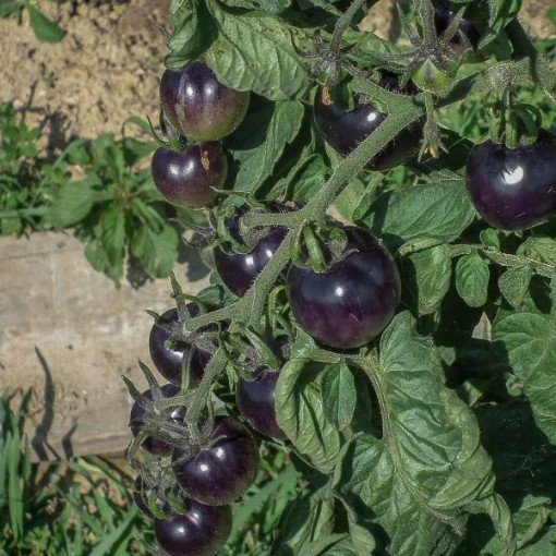 OSU Blue Tomato TM929-5