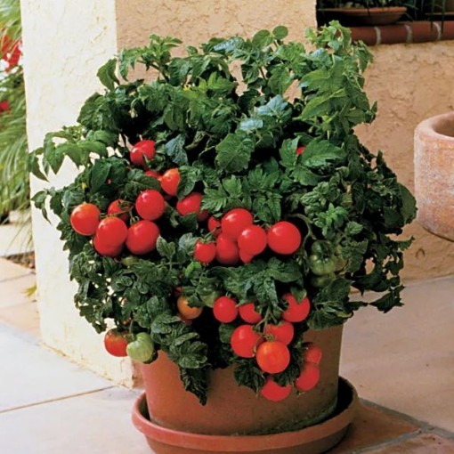 Patio Tomato TM103-10