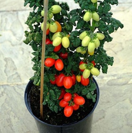 Patio Plum Tomato TM836-10