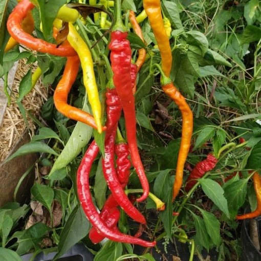 Corbaci Peppers SP115-20