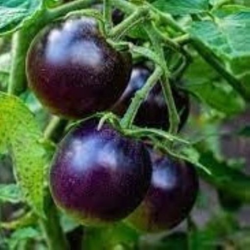 Purple Cherry Tomato TM926-20