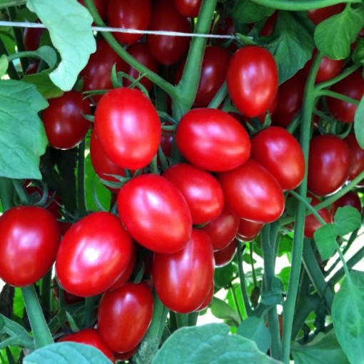 Ruby Crush Tomato TM946-10