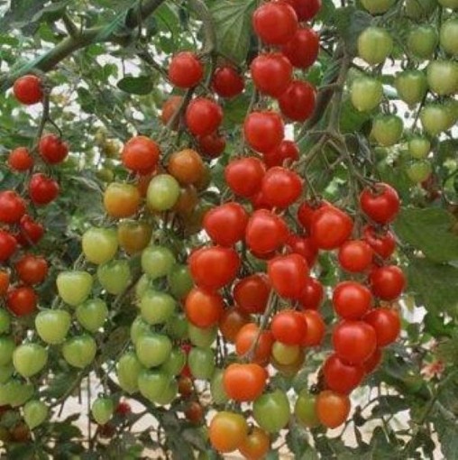 Suncherry Extra Sweet Tomato TM560-10