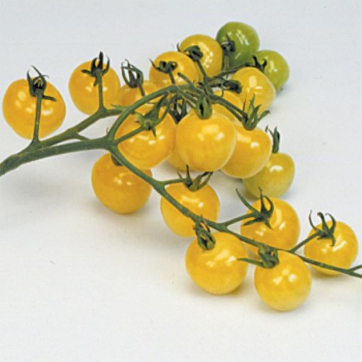 Snowberry Tomato TM289-20