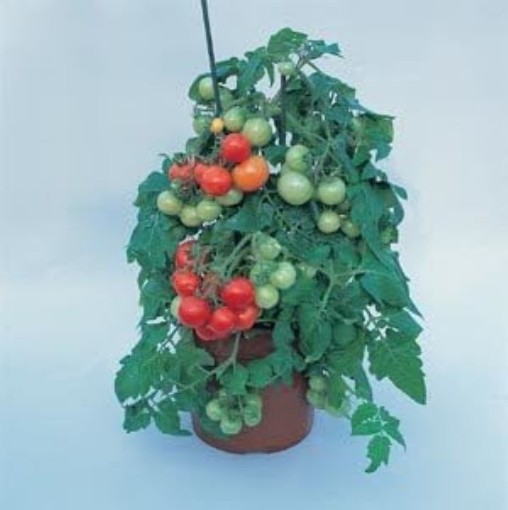 Totem Tomato TM448-20