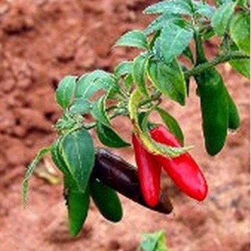 Chile Criollo Peppers HP2073-20