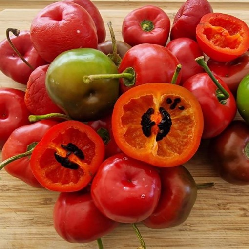 Picture of Giant Rocoto Red Pepper Seeds