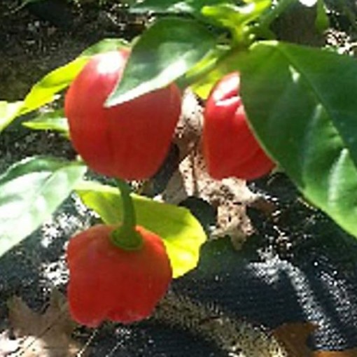 Grenada Peppers HP2044-10