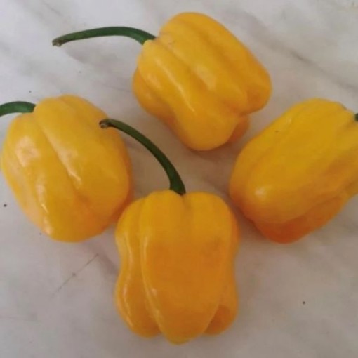 Caribbean Yellow Habanero Pepper Seeds HP2553-20