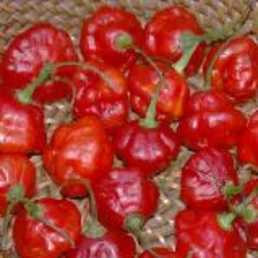 Picture of Rocotillo Pepper Seeds