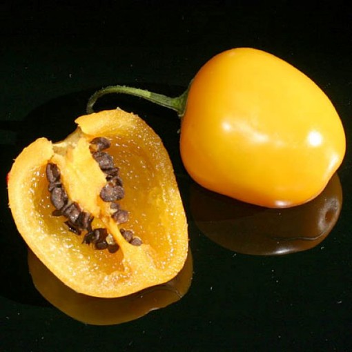 Rocoto Manzano Amarillo Peppers  HP2414-10