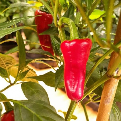 Santo Domingo Pueblo Peppers HP392-10