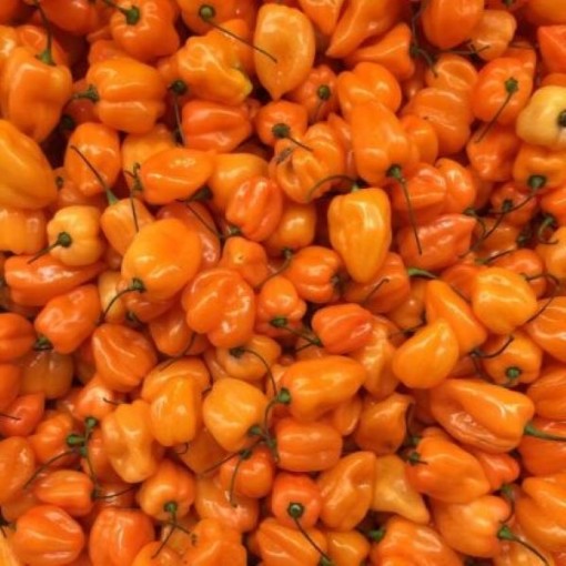 Scotch Bonnet Orange Peppers HP1266-10