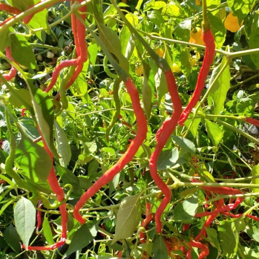 Thunder Mountain Longhorn Peppers HP2534-20