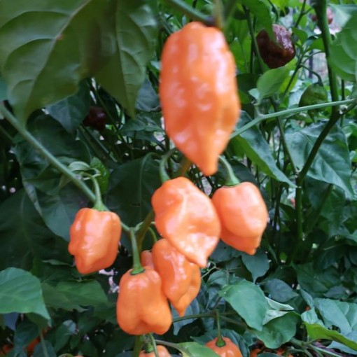 Bhut Orange Copenhagen Peppers HP2543-10