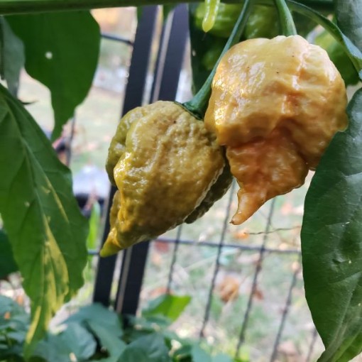 Carolina Reaper Golden Peppers HP2502-10