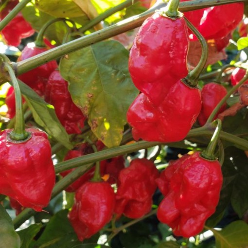 Barbados Peppers HP651-10