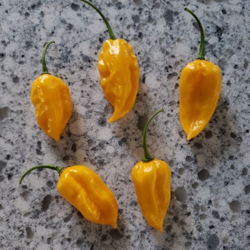 Bhut Jolokia Ghost Yellow Peppers HP2211-10