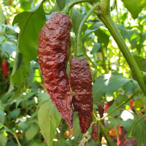 Bhut Jolokia Ghost Black Peppers HP2299-10