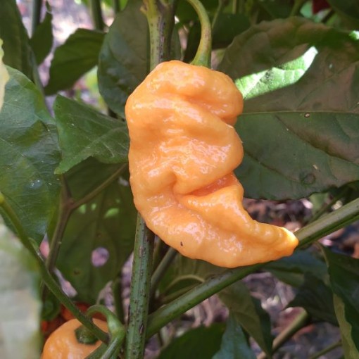 Bhut Jolokia Ghost Peach Peppers HP2304-10