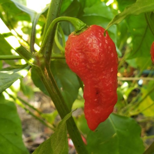 Bhut Jolokia Ghost Red Peppers HP1987-10