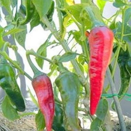 Banana Hot Pepper Seeds HP2335-10