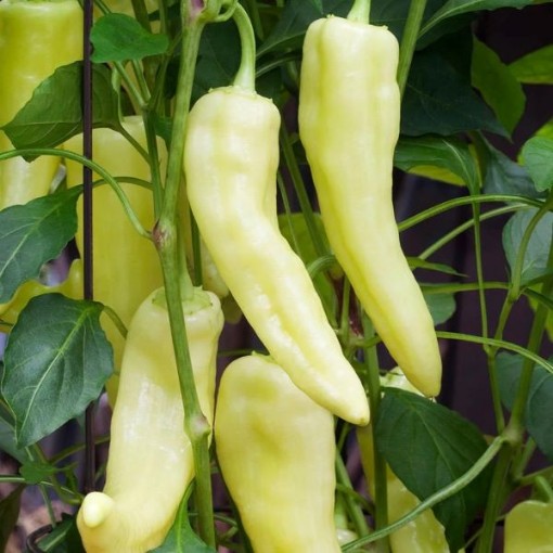 Banana Supreme Peppers SP6-10