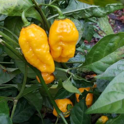 Carolina Reaper Yellow Peppers HP2288-10