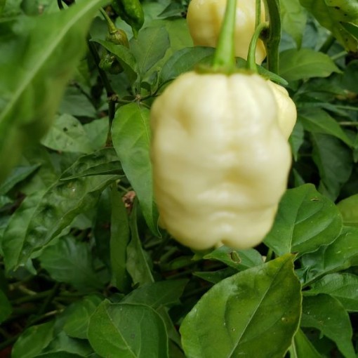 Carolina Reaper White Peppers HP2505-10