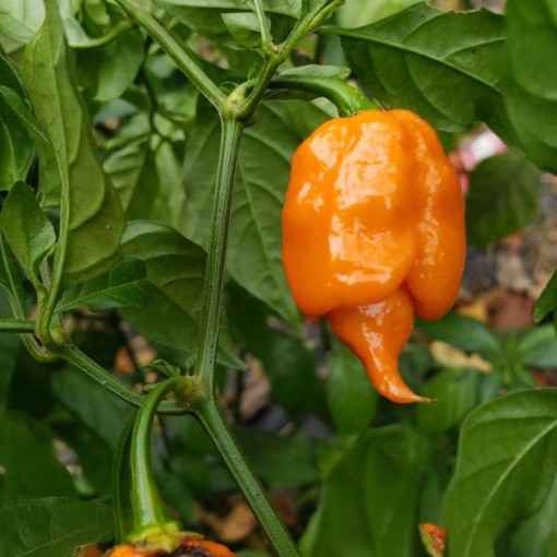 Carolina Reaper Orange Peppers HP2286-10