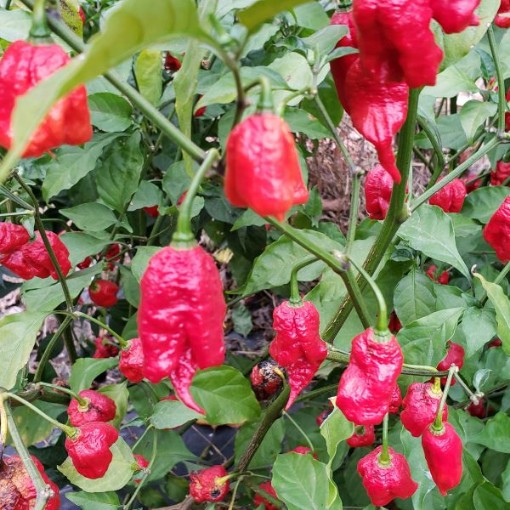 Carolina Reaper Red Peppers HP2293-10