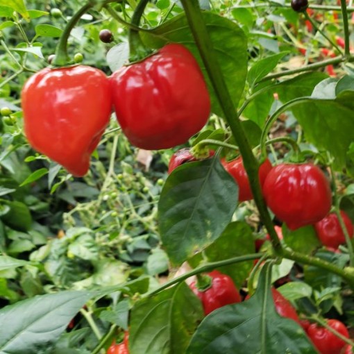 Caribbean Red Peppers, Caribbean Red Pepper Seeds. Reimer Seeds