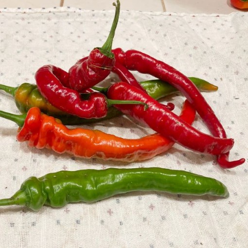 Jimmy Nardello Peppers SP23-20