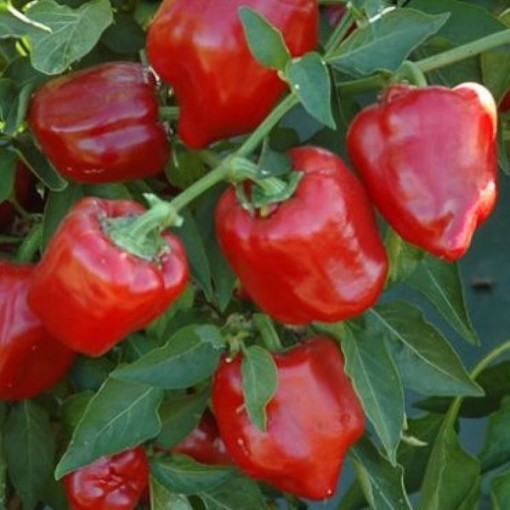 Jingle Bells Peppers SP35-10