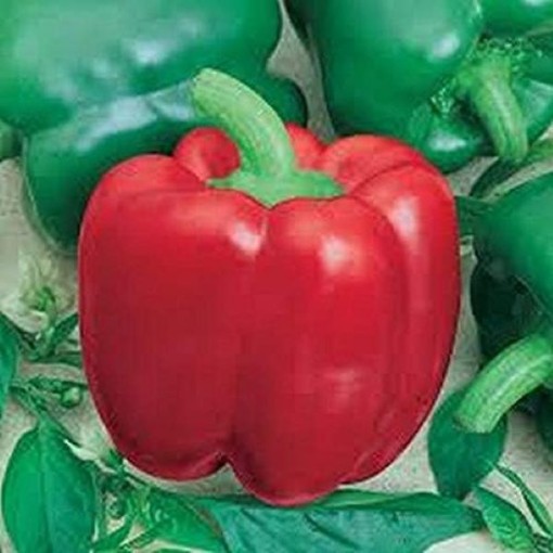 Jupiter Peppers SP36-20