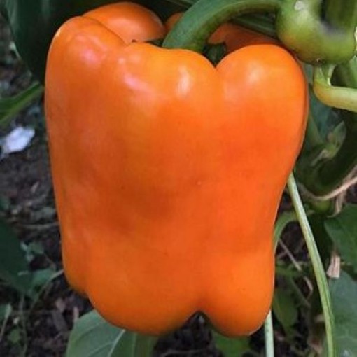 Mandarin Peppers SP42-10