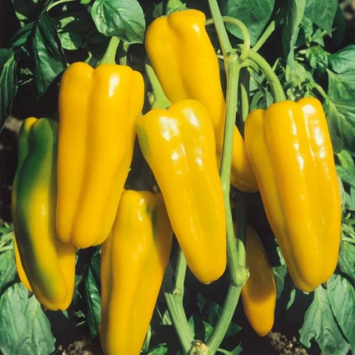 Marconi Golden Peppers SP43-20