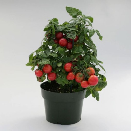 Tiny Tim Tomato TM266-20