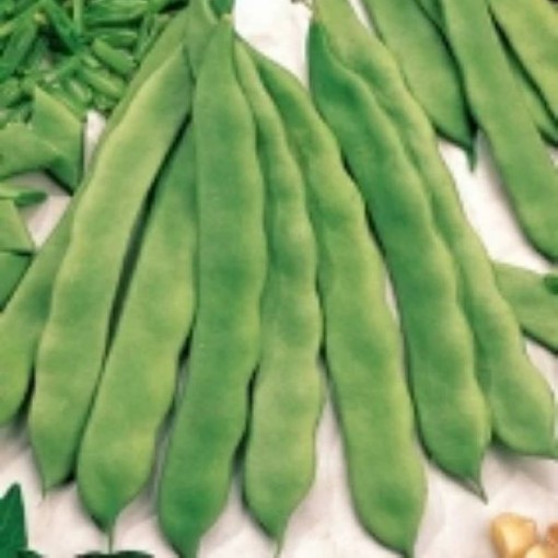 Bush Romano Beans BN28-25