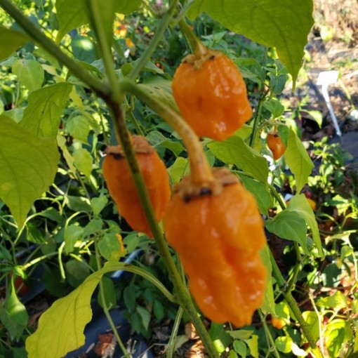 7 Pot Bubblegum Orange Peppers HP2556-10