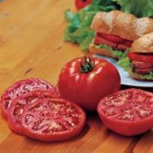 Steak Sandwich Tomato TM768-20